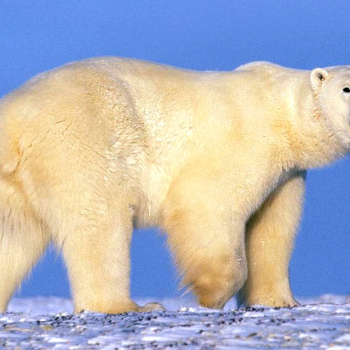 Polar Bear - Animals & Pets