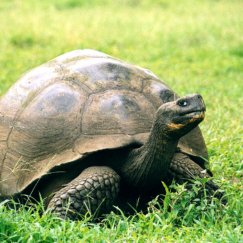 Galápagos Giant Tortoise - Animals & Pets