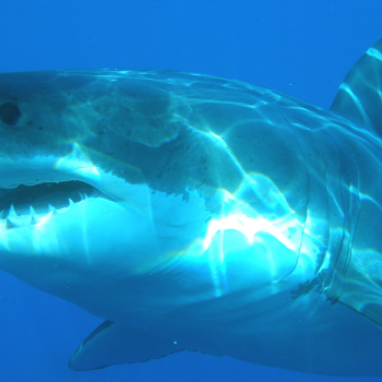 White Shark - Animals & Pets