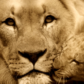Lion - Animals & Pets