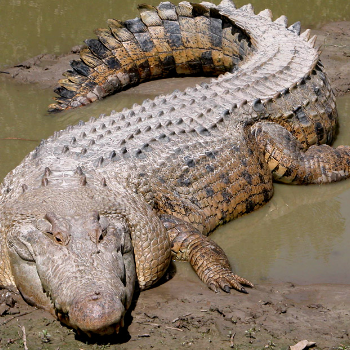 Crocodile - Animals & Pets