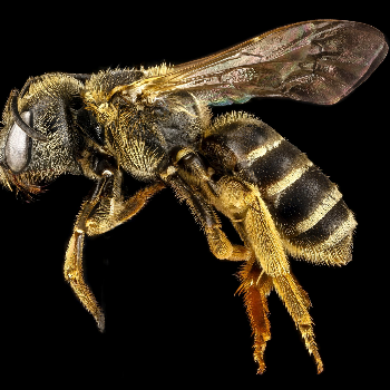 Bee - Animals & Pets